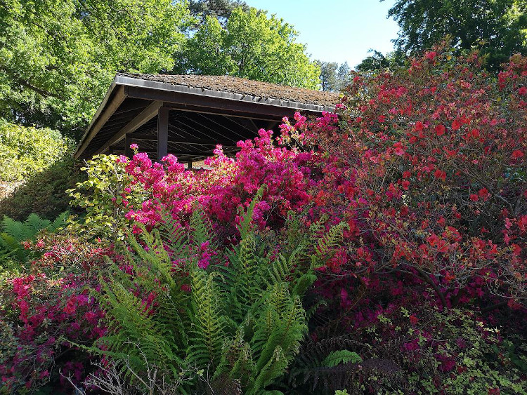 Visite du Parc Floral de Paris au printemps