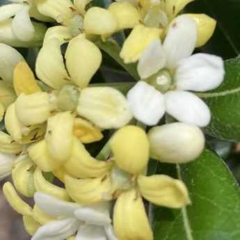 Cultiver un Pittosporum en pot