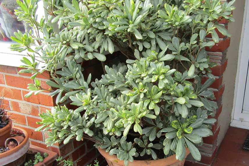 Pittosporum tobira 'Variegata'