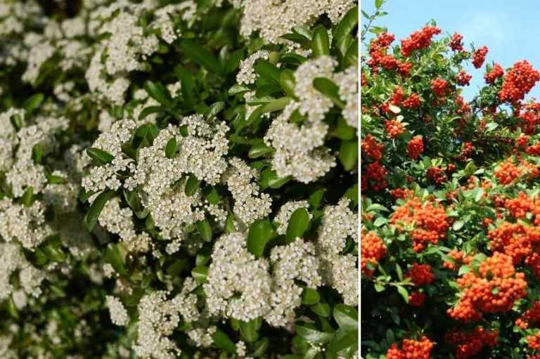 Arbustes persistants pour l’ombre Promesse de Fleurs