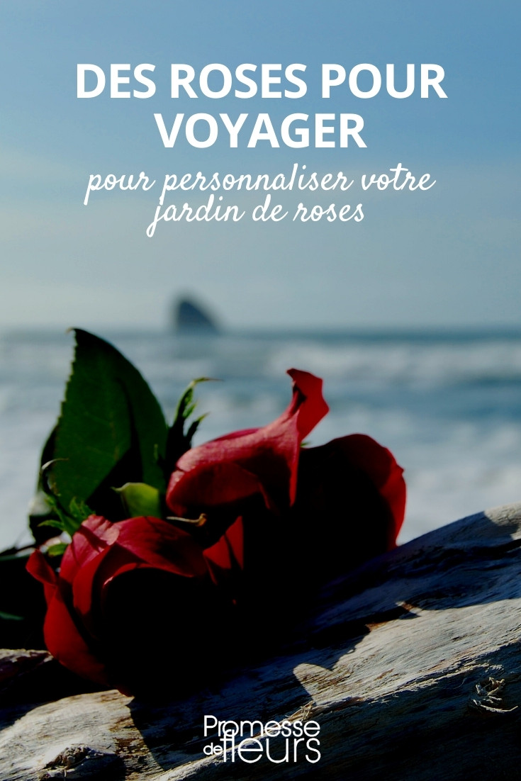 Roses-pour-voyager
