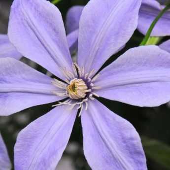 7 clématites viticella bleu mauve à planter au jardin !