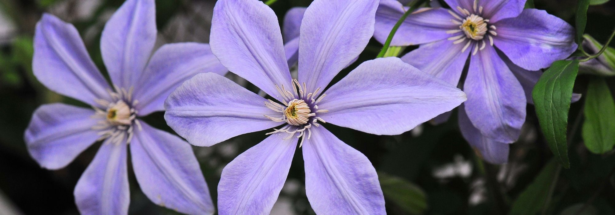 7 clématites viticella bleu mauve à planter au jardin !