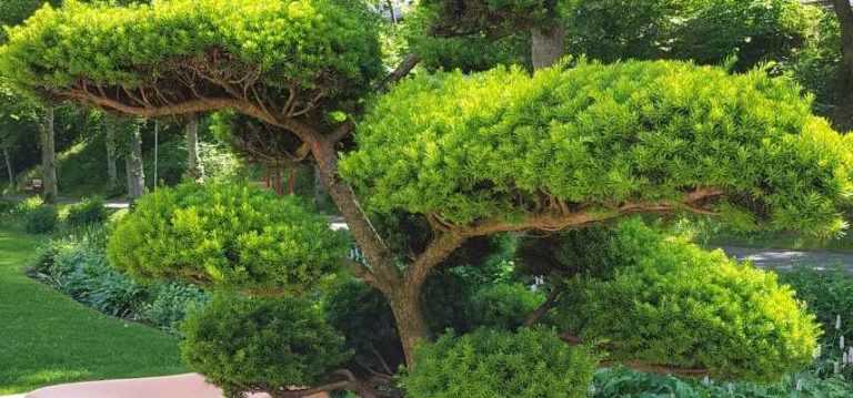 12 arbustes persistants à planter en plein soleil - Promesse de Fleurs