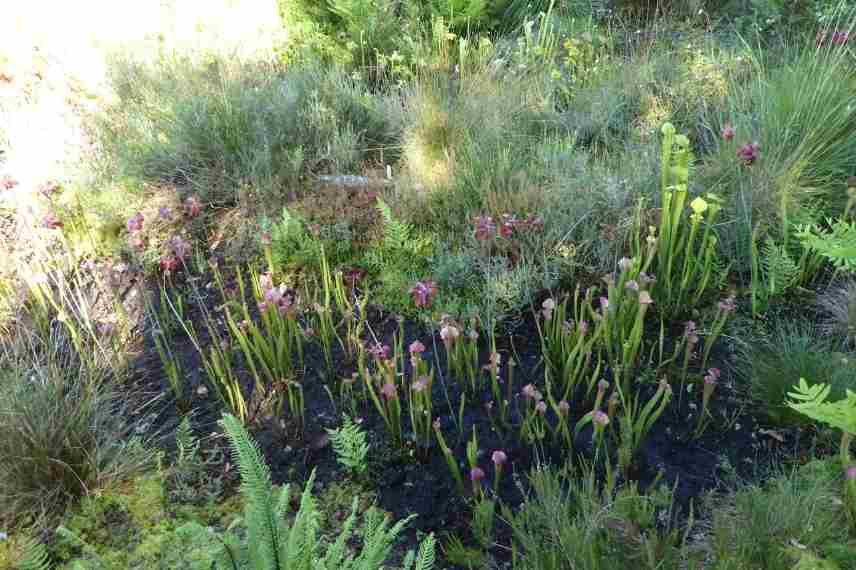 créer une tourbiere, tourbière aménager, tourbière quelles plantes