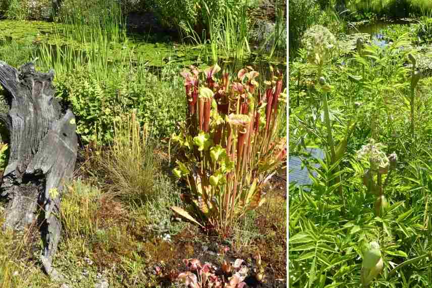 créer une tourbiere, tourbière aménager, tourbière quelles plantes