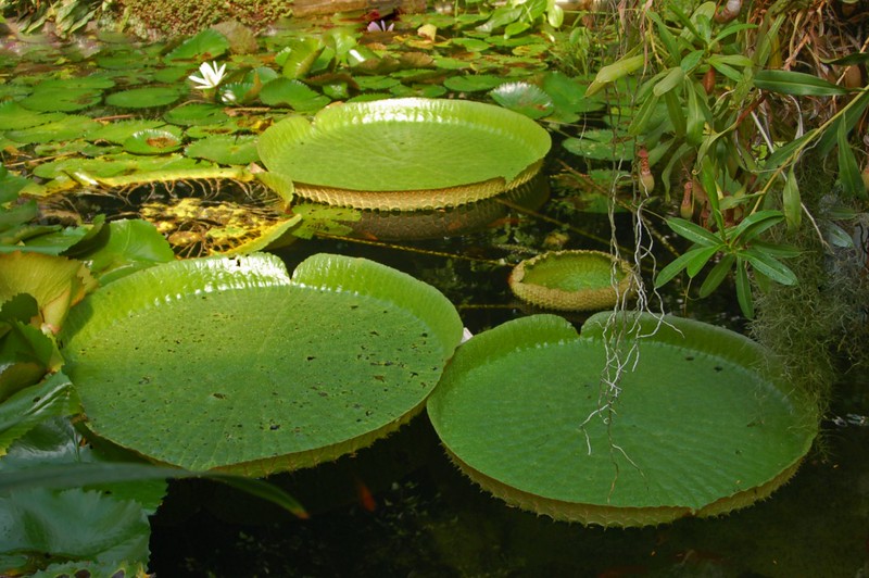 Hiverner les plantes aquatiques : quelles plantes rentrer