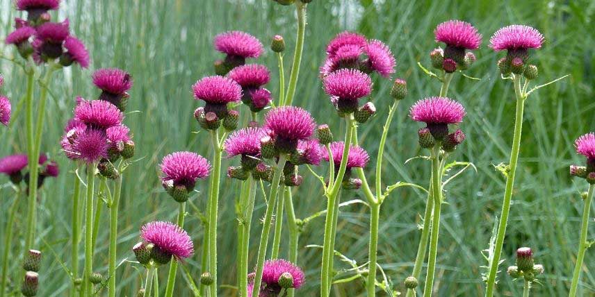 La floraison du Cirsium rivulare 'Atropurpureum'