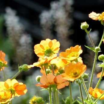 10 plantes vivaces à floraison de début d'été