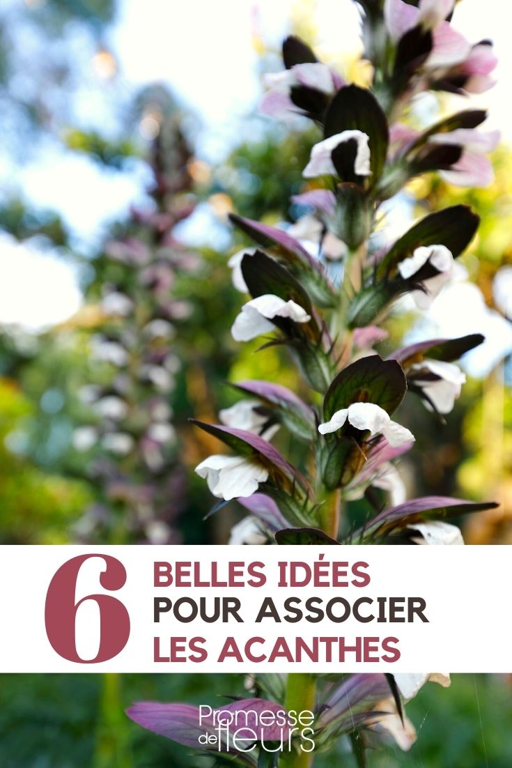 Idées d'association avec des acanthes