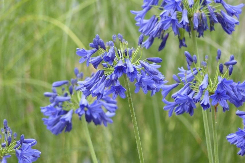 agapanthe en pot pour balcon à l'ouest