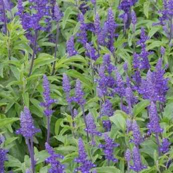 Comment semer l'Agastache ?