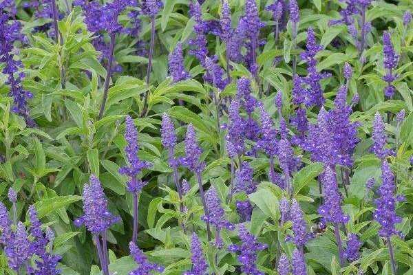 Comment semer l'Agastache ?