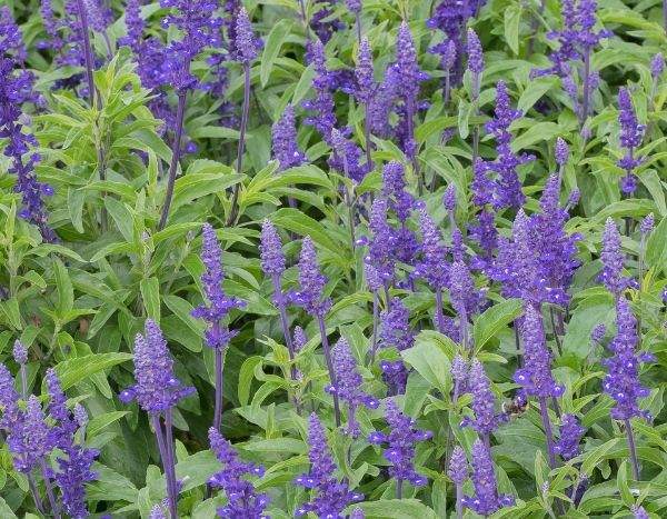 Comment semer l'Agastache ?