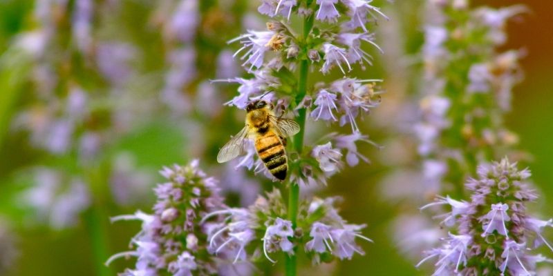 bouture d'agastache