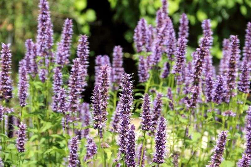 agastache semence