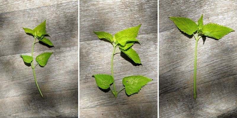 bouturer l'agastache