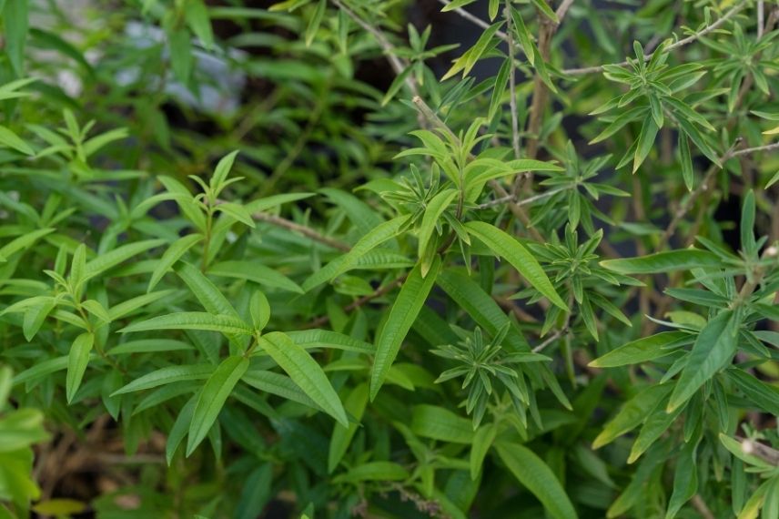 aloysia citriodora