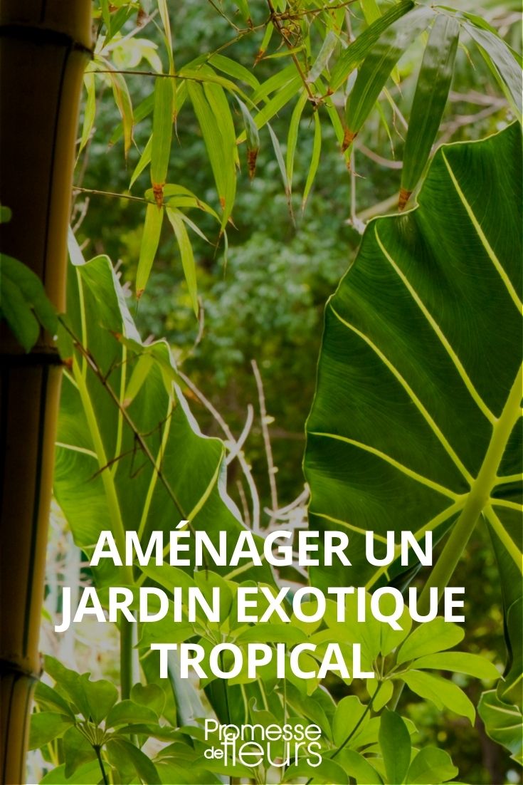 jardin exotique : comment l'aménager ?