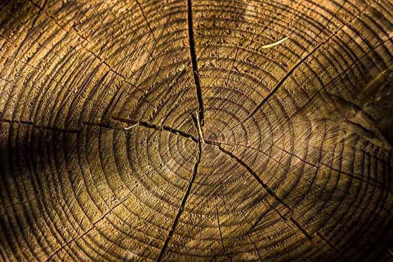 Calculer l'âge d'un arbre sans le couper Promesse de Fleurs — free download