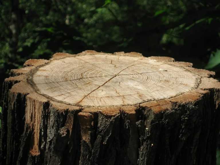 Calculer l'âge d'un arbre sans le couper Promesse de Fleurs — free download