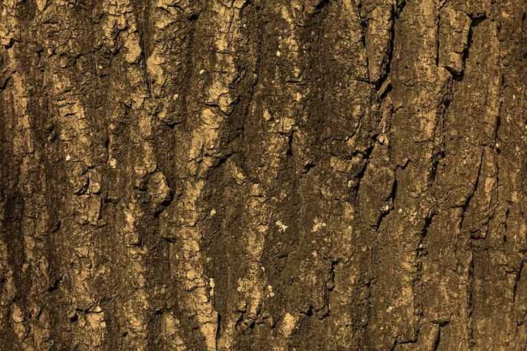 Calculer l'âge d'un arbre sans le couper Promesse de Fleurs — free download