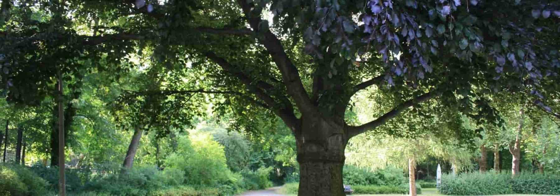 Comment calculer l’âge d’un arbre sans le couper ?