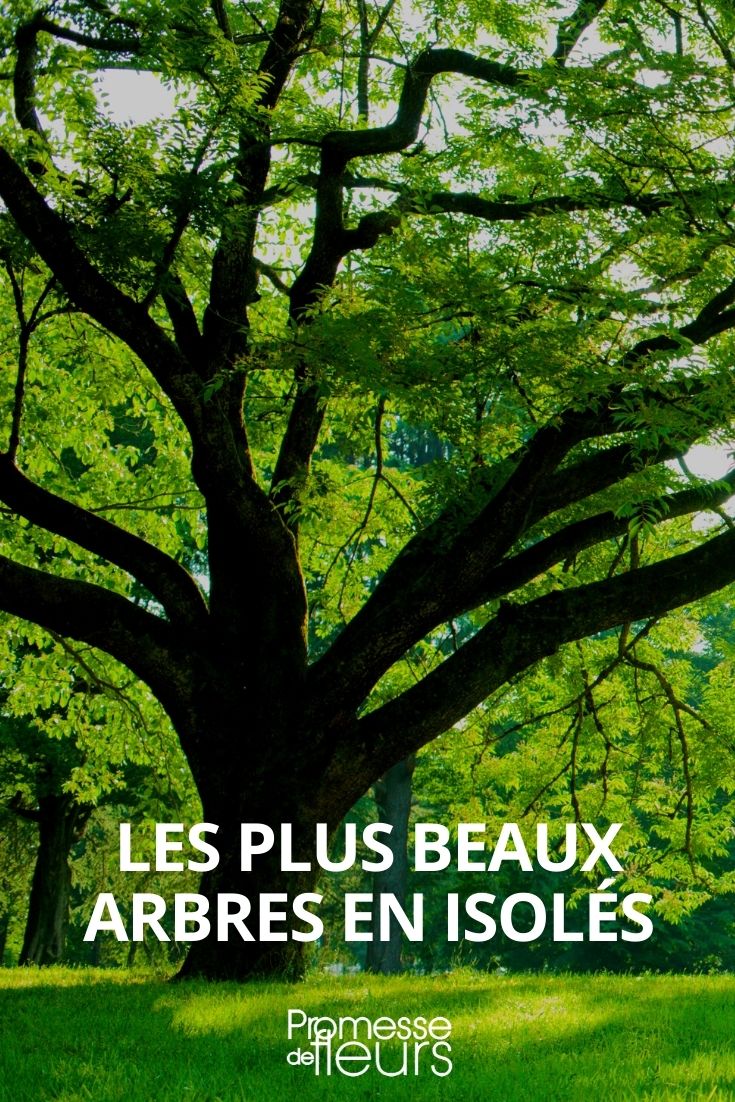 les plus beaux arbres en isolé