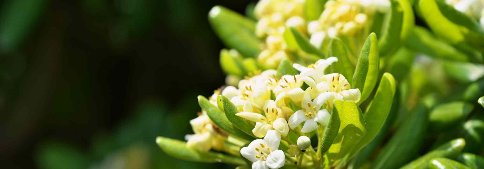 12 arbustes persistants à planter en plein soleil