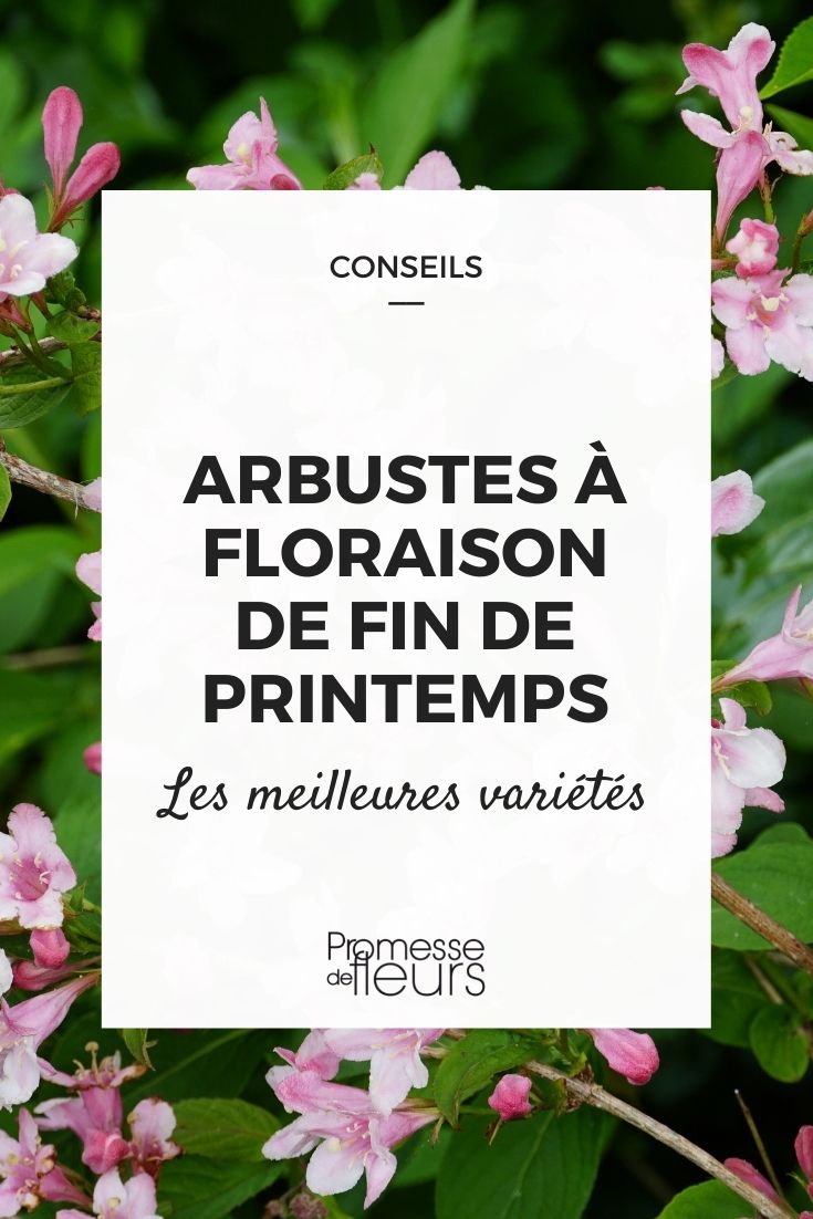 arbustes à floraison de fin de printemps