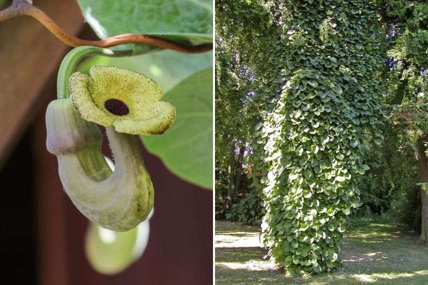 aristoloche siphon en pot balcon à l'est