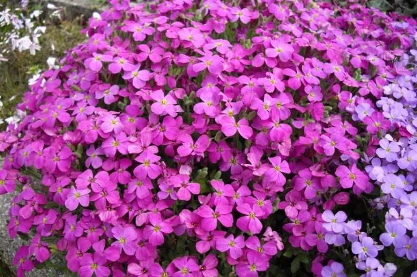 Aubriète couvre-sol pour terrain sec