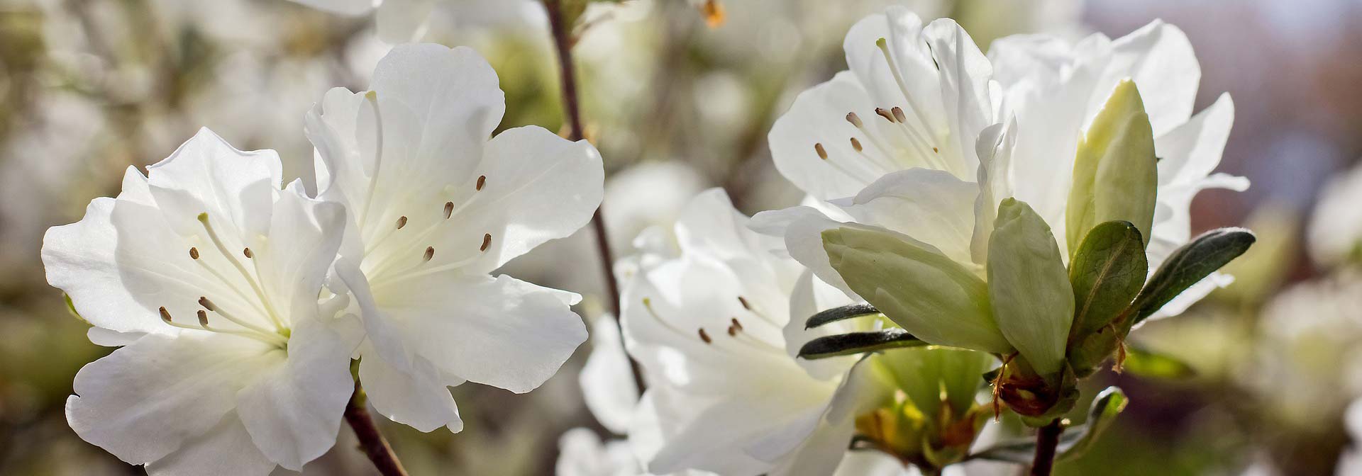 10 azalées blanches pour illuminer le jardin