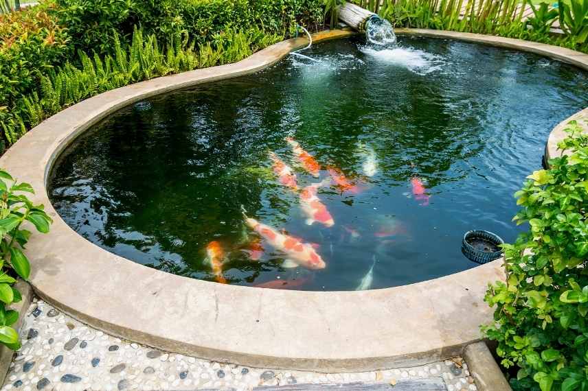 Création de bassin de jardin sur mesure - bassin carpe koi japon