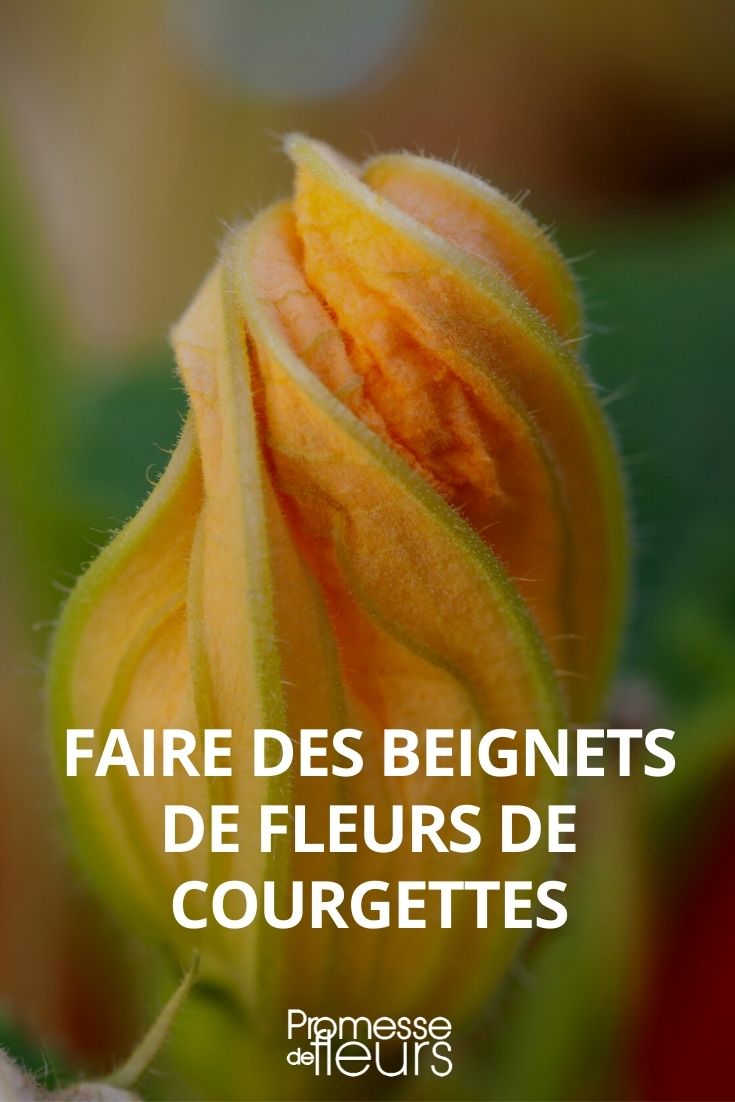 comment faire des beignets de fleurs de courgette