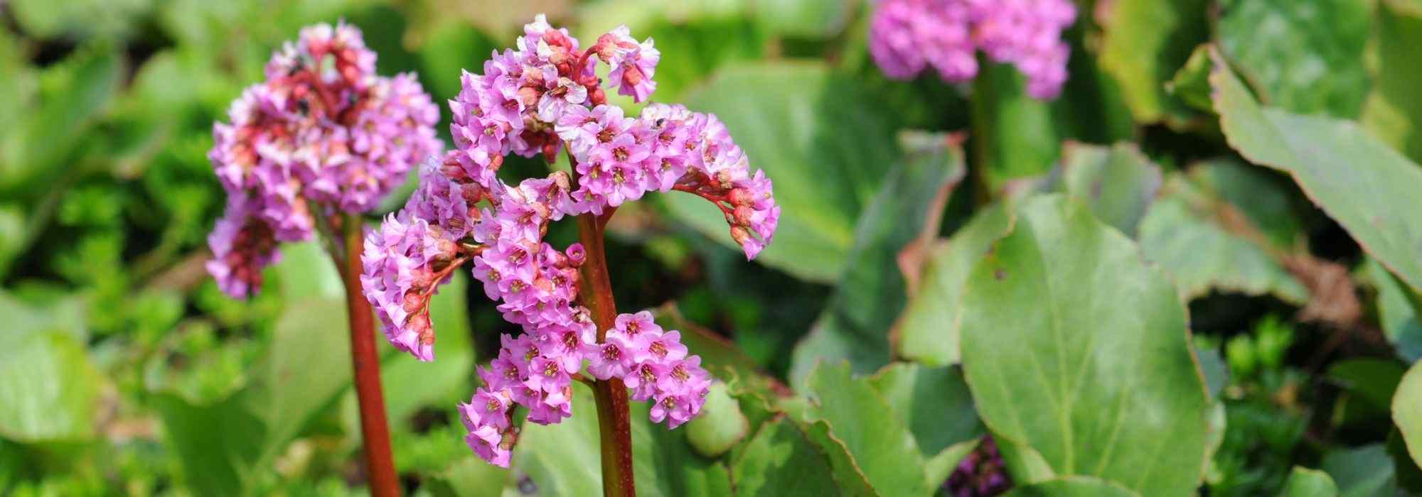 5 plantes couvre-sols pour terre argileuse