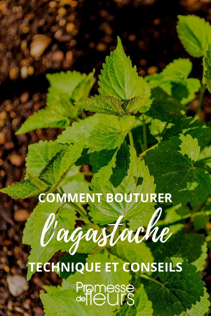 faire une bouture d'agastache