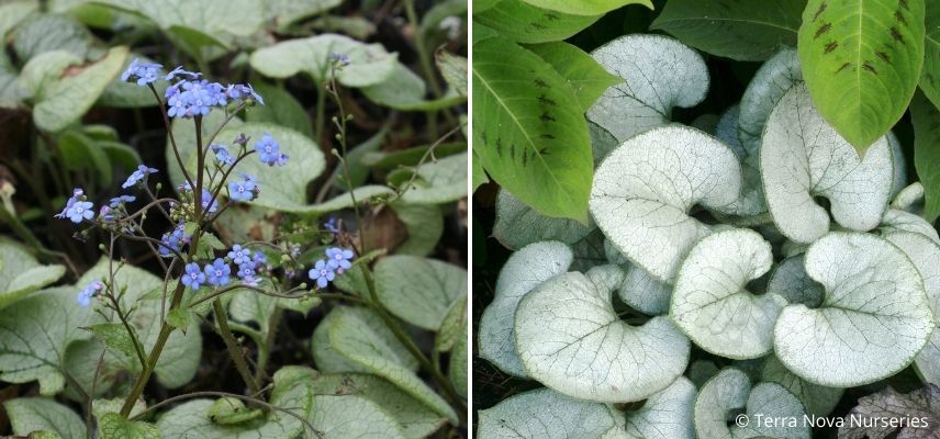 Myosotis du Caucase feuillage gris argenté