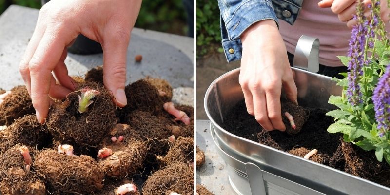 bulbe de bégonia, planter des bulbes, bégonias