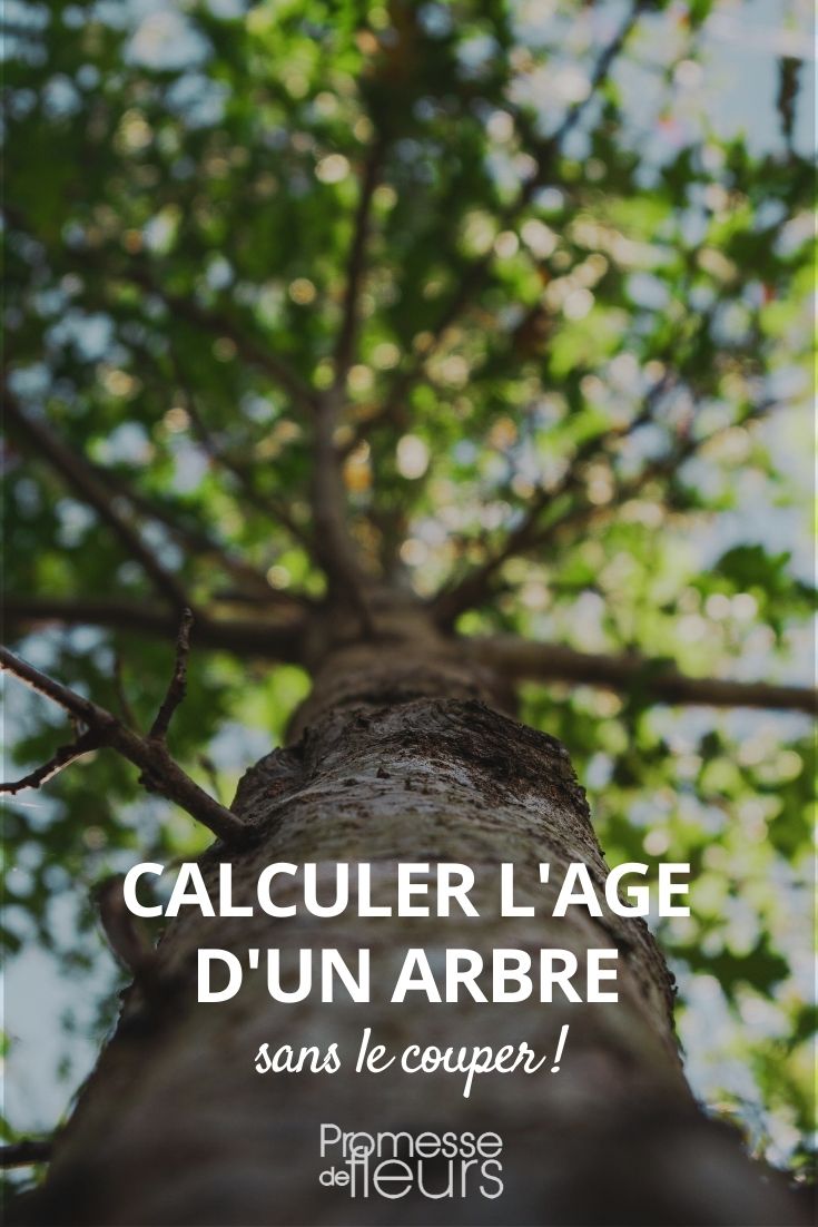 calculer l'age d'un arbre sans le couper