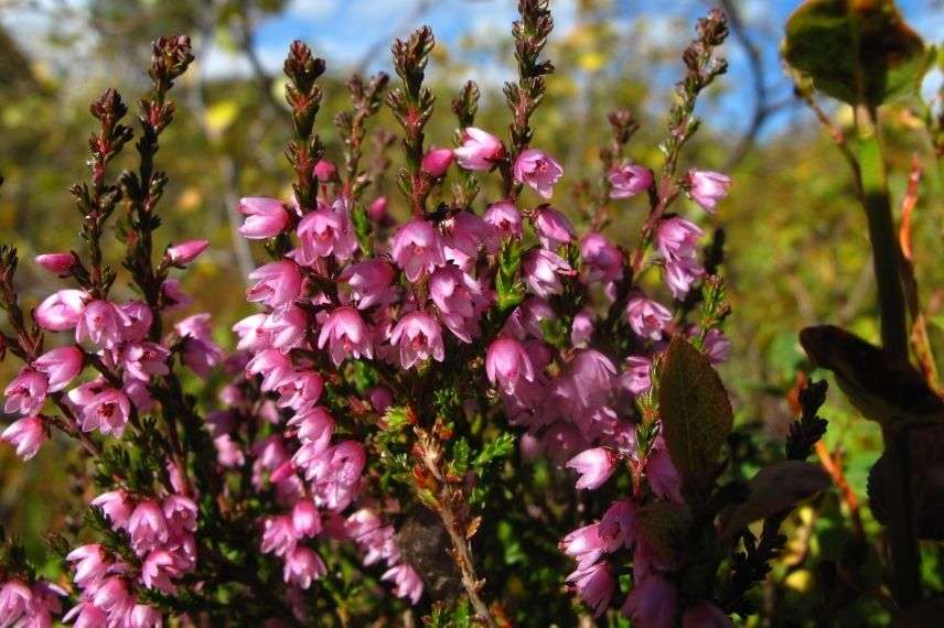 Bruyère d'été en jardinière sur balcon à l'Est