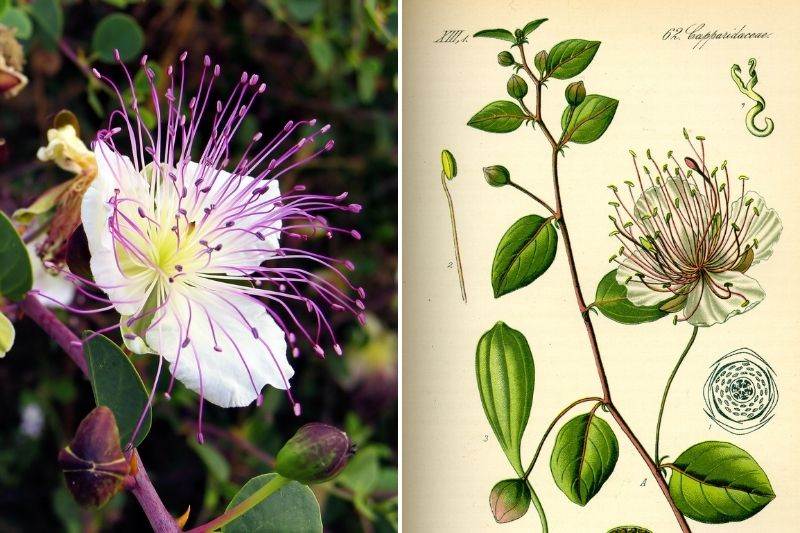 20 graines de plantes de câpres, graines de Capparis Spinosa