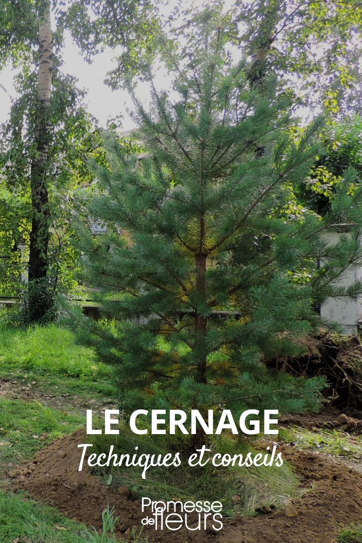 cernage des arbres