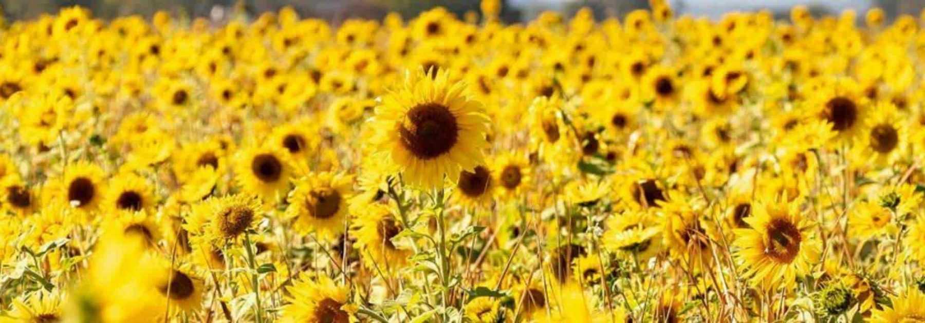 Planter des tournesols géants