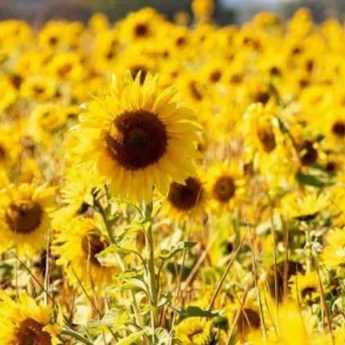 Planter des tournesols géants