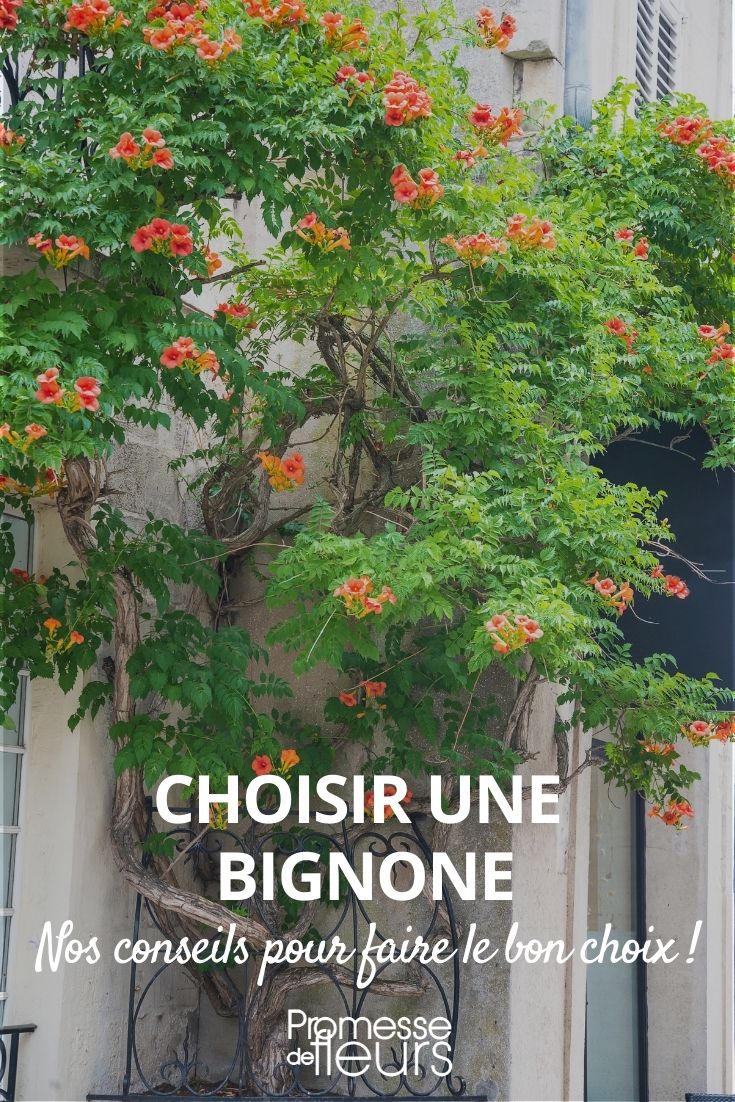 choisir une bignone