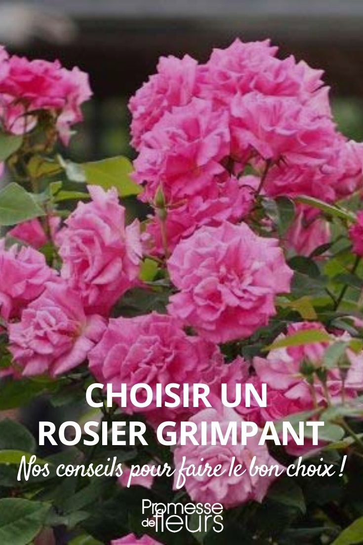 choisir un rosier grimpant