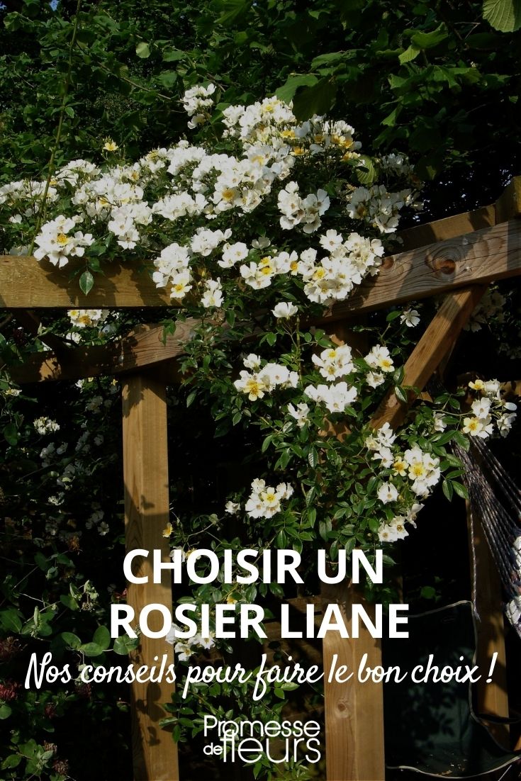 choisir un rosier liane