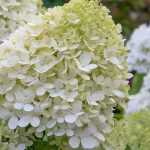 Choisir un Hydrangea paniculata