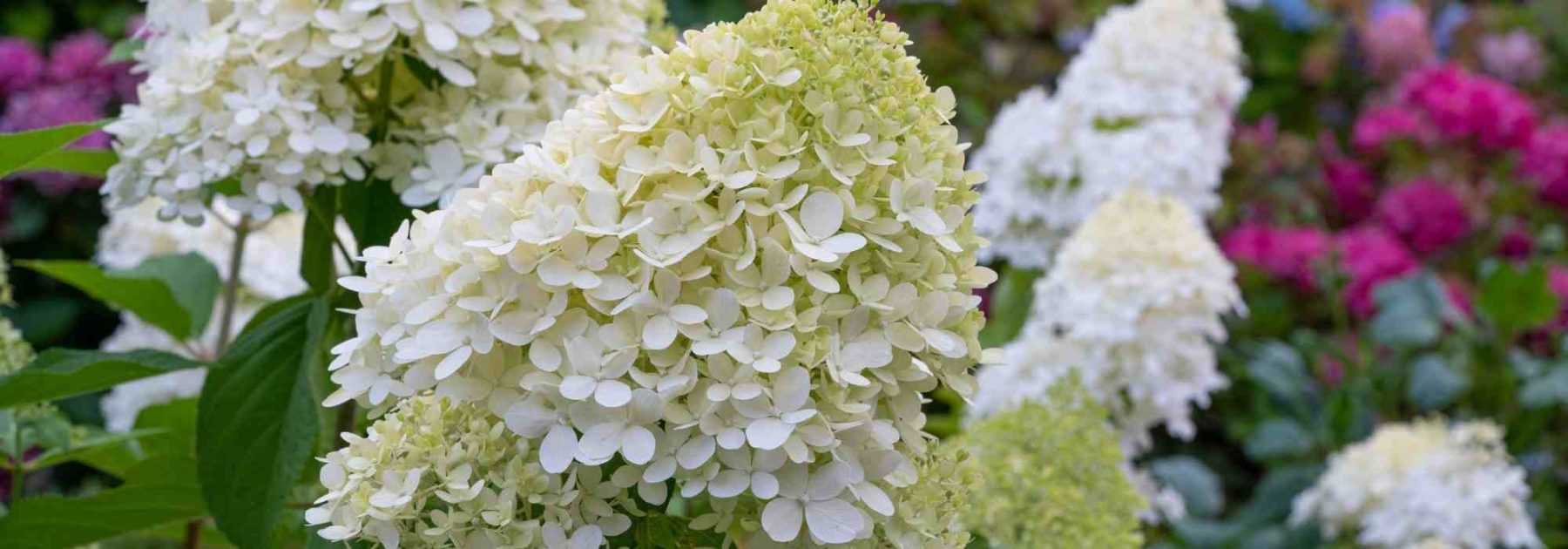 Choisir un Hydrangea paniculata